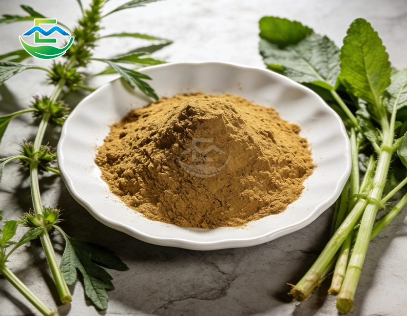 Motherwort Extract Powder Bulk Supplier
